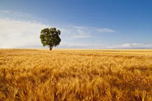 Wheatfield Prints: Tree in Field of Wheat, Valensole Plain, Provence, France