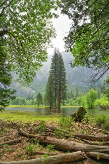 Jungle Collection: Tree on flooded meadow in Yosemite Valley, Yosemite National Park, UNESCO, Sierra Nevada