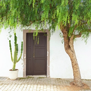 Lanzarote Prints: Tree framing the door of an old house, Teguise, Lanzarote, Canary Islands, Spain