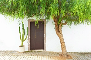 Lanzarote Prints: Tree framing the door of an old house, Teguise, Lanzarote, Canary Islands, Spain