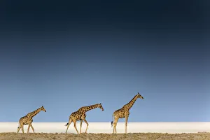 Etosha Prints: Tree giraffes in Etosha pan, Namibia