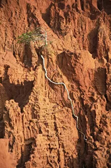 Images Dated 29th January 2010: Tree growing in red sandstone, Mui Ne, Vietnam