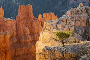 Tree growing on a rock, Sunset Point, Bryce Canyon National Park, Utah, USA
