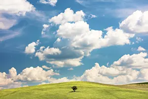 Cloud Prints: Tree on a hill, Montechiello, Province of Siena, Tuscany, Italy