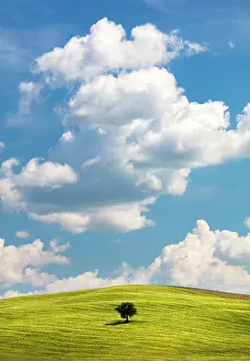 Cloud Prints: Tree on a hill, Montechiello, Province of Siena, Tuscany, Italy