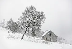 Bergsbotn Prints: Tree and hut in falling snow, Bergsbotn, Senja, Norway