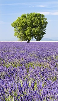Tree in a lavender field, Valensole plateau, Provence, France