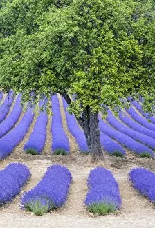 Images Dated 29th June 2017: Tree and lavender, Provence, France