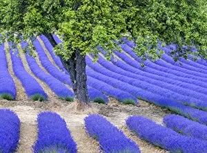 Provence Collection: Tree and lavender, Provence, France