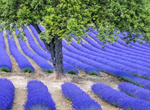 Leisure Gallery: Tree and lavender, Provence, France