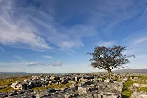 Yorkshire Prints: Tree in Limestone Pavement, Yorkshire Dales National Park, North Yorkshire, England