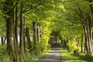Tree lined avenue in spring time, Dartmoor National Park, Devon, England. Spring