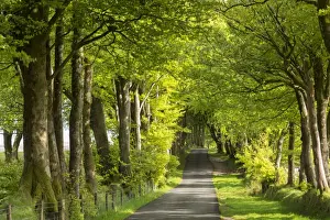 Tree Lined Prints: Tree lined avenue in spring time, Dartmoor National Park, Devon, England. Spring