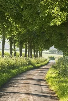 Images Dated 5th July 2013: Tree lined country lane, Dorset, England. Summer (July)