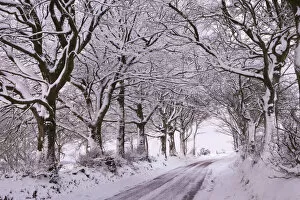 Images Dated 22nd January 2015: Tree lined country lane laden with snow, Exmoor, Somerset, England. Winter