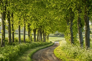 Tree Lined Prints: Tree lined country lane in rural Dorset, England. Spring (May)
