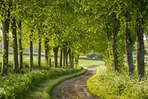 Images Dated 12th May 2014: Tree lined country lane in rural Dorset, England. Spring (May)