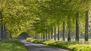 Tree lined country lane in Springtime, Dorset, England