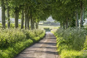 Track Prints: Tree lined country lane in summer time, Dorset, England