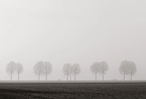 Tree lined country Road, Burgundy, France