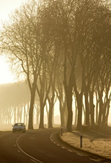 Tree lined country Road, Burgundy, France