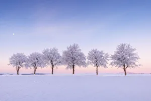 Sachsen Prints: tree-lined hoarfrost trees in morning light, Frauenstein, Ore Mountains, East Erzgebirge