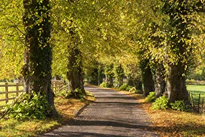 Tree Lined Prints: Tree lined lane with intense autumnal foliage, Brecon Beacons, Powys, Wales. Autumn