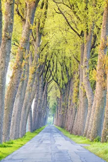 Images Dated 29th April 2017: Tree-lined Road, Damme, Belgium