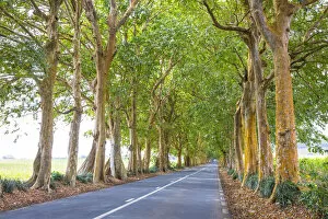 Images Dated 30th September 2014: Tree lined road, Flacq, East Coast, Mauritius