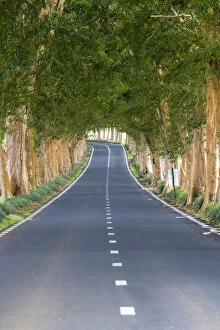 Images Dated 5th February 2019: Tree-lined road, Grand Port district, Mauritius, Africa