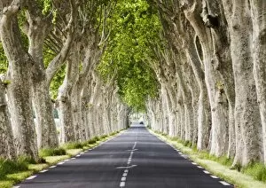 Images Dated 6th June 2013: A tree-lined road, Languedoc-Roussillon, France