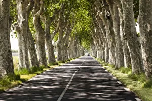 Images Dated 2nd December 2013: A tree-lined road, Languedoc-Roussillon, France
