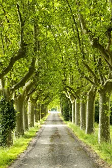 Tree-lined Road, near Carcassonne, Occitanie, France