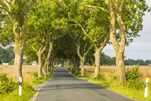 Tree lined road, Rugen Island, Baltic Coast, Mecklenburg-Western Pomerania, Germany Tree lined road, Rugen Island, Baltic Coast, Mecklenburg-Western Pomerania, Germany