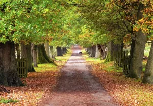 Tunnel Prints: A tree-lined track in Knole park, Kent, England