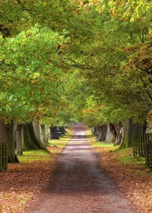 Tunnel Prints: A tree-lined track in Knole park, Kent, England