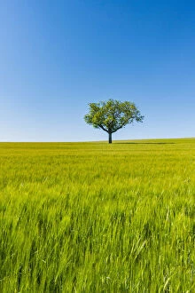 A tree alone in the middle of a green wheat field. Burgos countryside, Castile and Leon, Spain