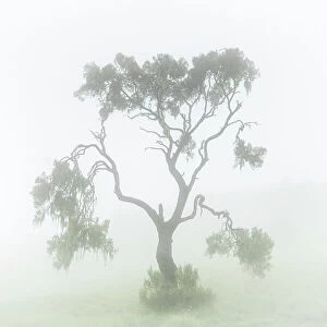 Silhouette Collection: A tree in the mist in the Simien mountains national park, Ethiopia