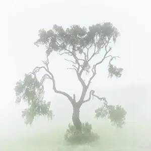 Environment Prints: A tree in the mist in the Simien mountains national park, Ethiopia
