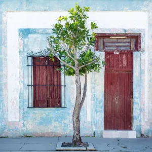 Wall Prints: Tree in front of an old art deco house, Cienfuegos, Cienfuegos Province, Cuba