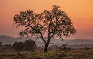 Natal Prints: Tree against orange sky at sunrise, Zimanga Private Game Reserve, Natal, South Africa