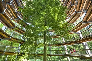 Images Dated 16th May 2017: Tree top path, Prora, RAogen Island, Mecklenburg-Western Pomerania, Germany
