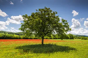 Poppies Prints: Tree in Poppy Field, near San Giovanni d Asso, Tuscany, Italy