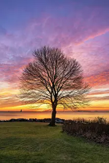 New Castle Prints: Tree profile at sunrise, Great Island Common, New Castle, New Hampshire, USA