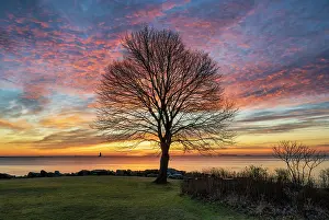 New Castle Prints: Tree profile at sunrise, Great Island Common, New Castle, New Hampshire, USA