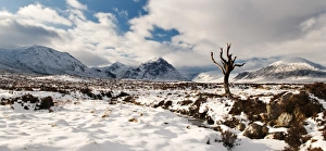 Tree in Rannoch Moor, Glencoe, Scotland, UK