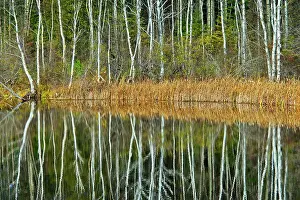 Longlac Prints: Tree reflection in Long Lake Longlac, Ontario, Canada