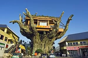 Tree top restaurant on giant tree