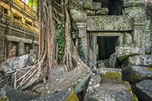 Ta Prohm Prints: Tree roots at Ta Prohm temple ruins, Angkor, UNESCO World Heritage Site, Siem Reap