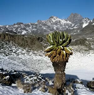 Central Highlands Gallery: A tree senecio or giant groundsel flourishes in snow